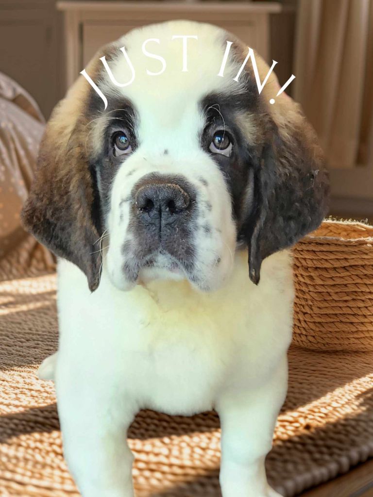 Made In Albizzia - Chiot disponible  - Chien du Saint-Bernard