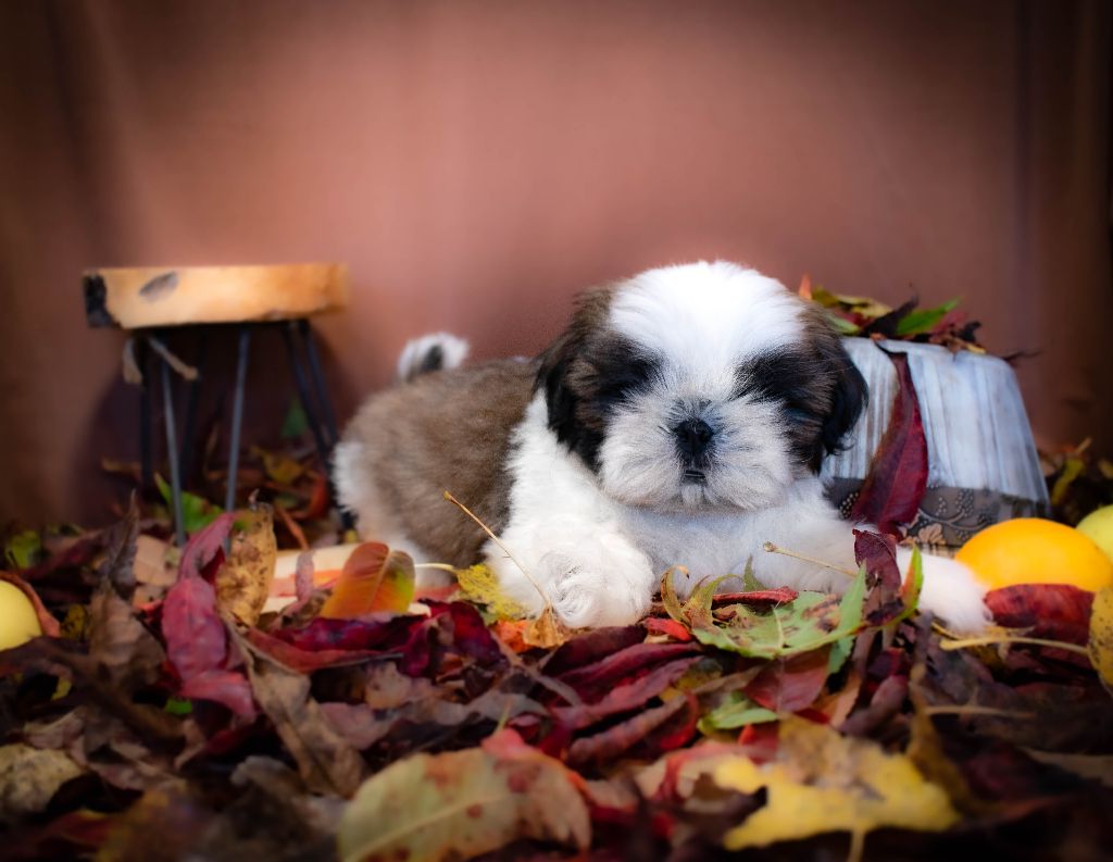 Made In Albizzia - Chiot disponible  - Shih Tzu