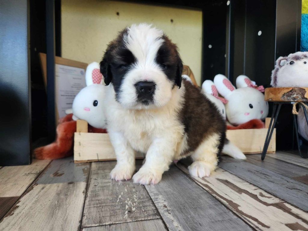 Made In Albizzia - Chiot disponible  - Chien du Saint-Bernard