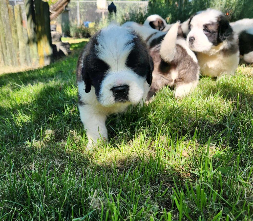 Made In Albizzia - Chiot disponible  - Chien du Saint-Bernard