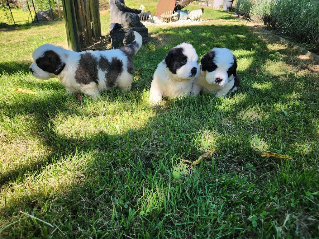 Made In Albizzia - Chiot disponible  - Chien du Saint-Bernard