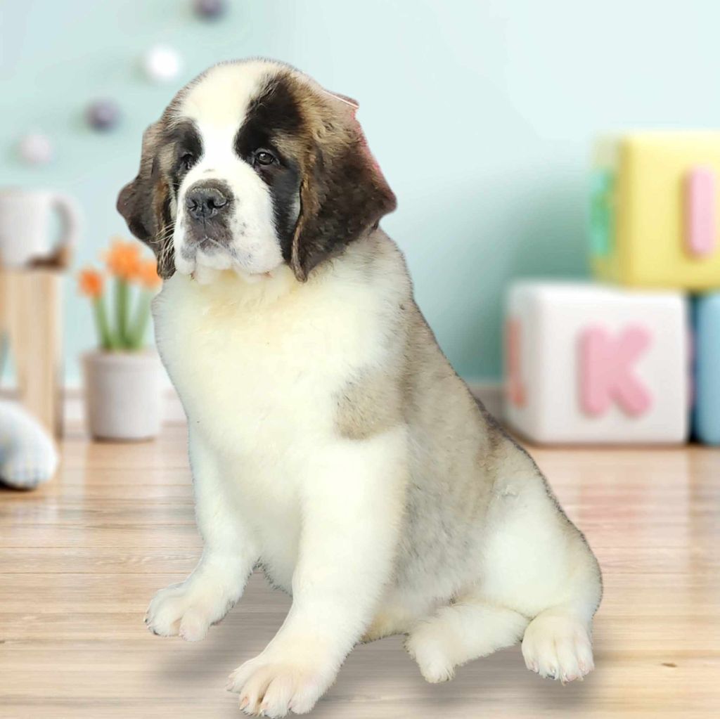 Made In Albizzia - Chiot disponible  - Chien du Saint-Bernard