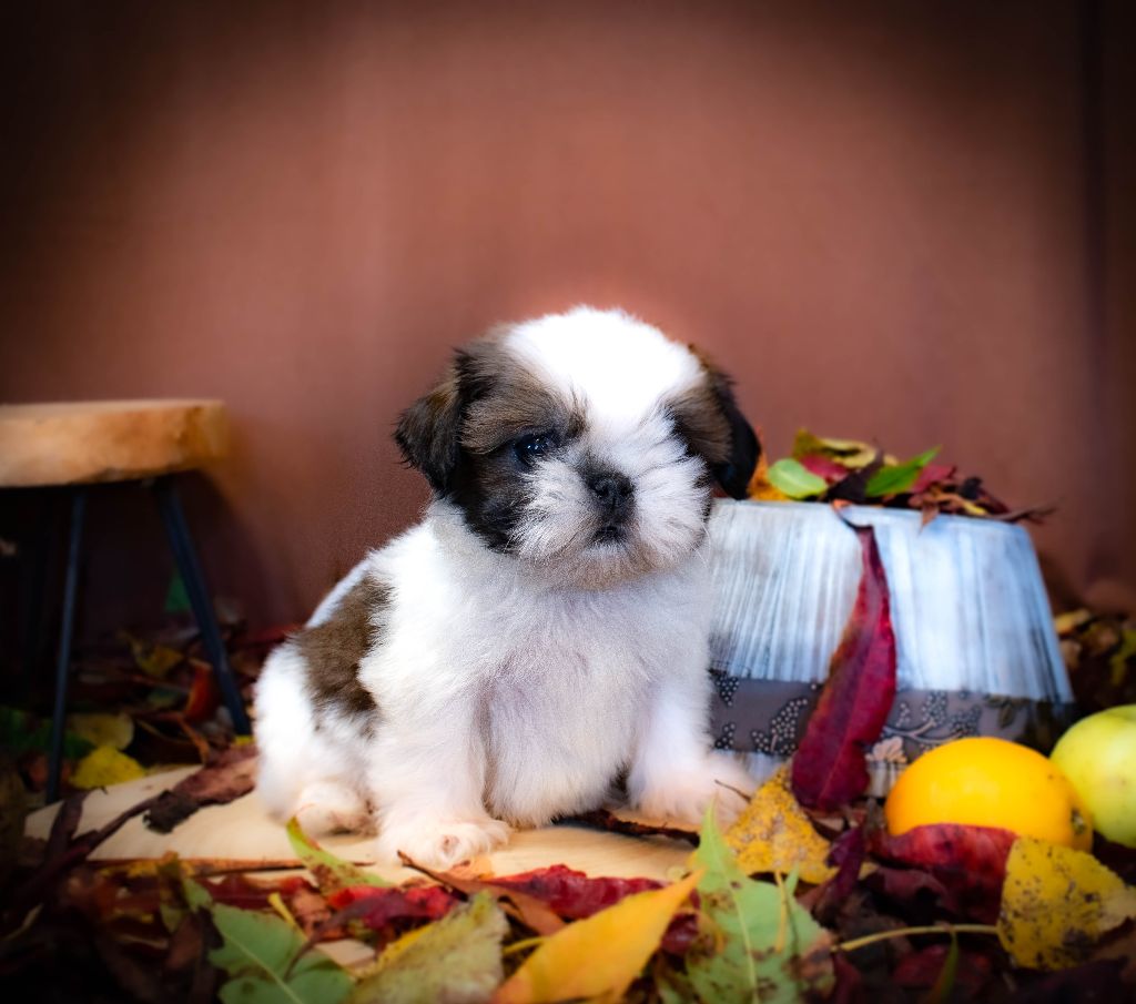 Made In Albizzia - Chiot disponible  - Shih Tzu