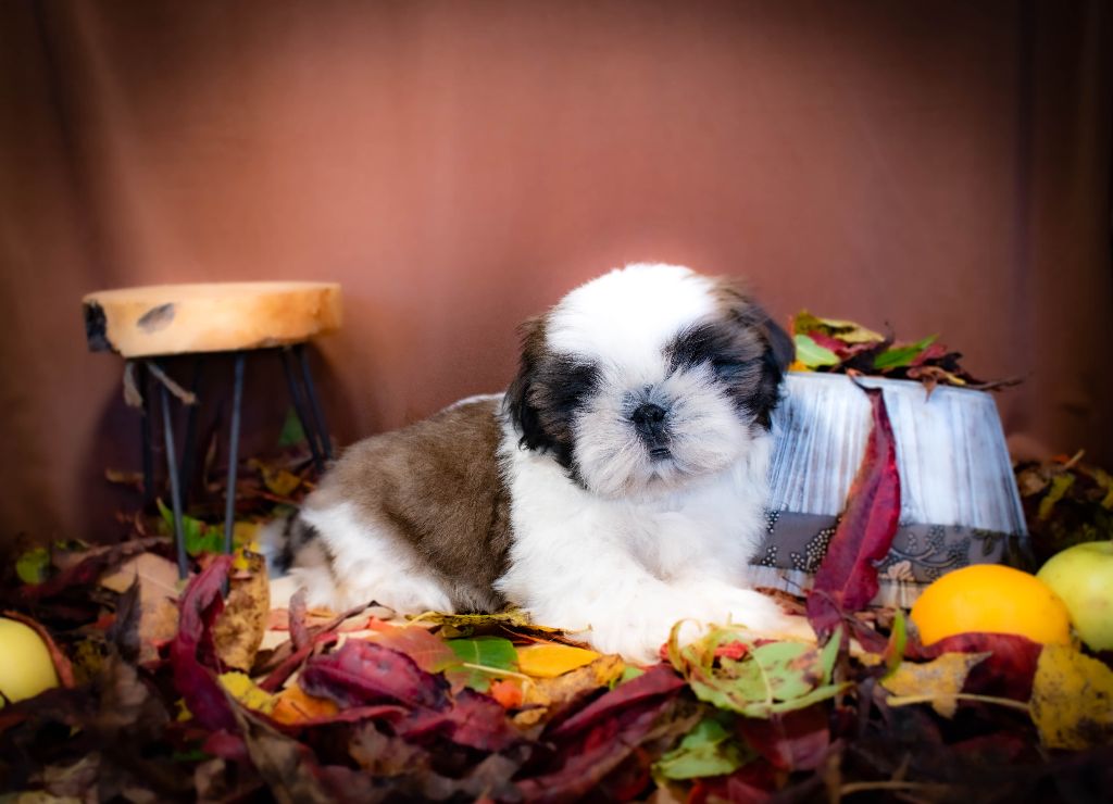 chiot Shih Tzu Made In Albizzia