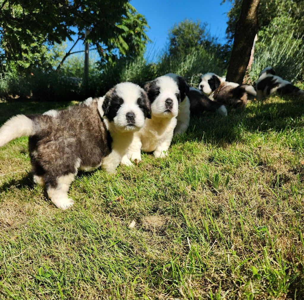 chiot Chien du Saint-Bernard Made In Albizzia