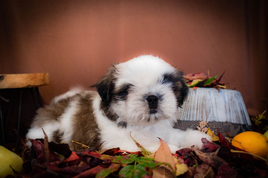 Made In Albizzia - Chiot disponible  - Shih Tzu