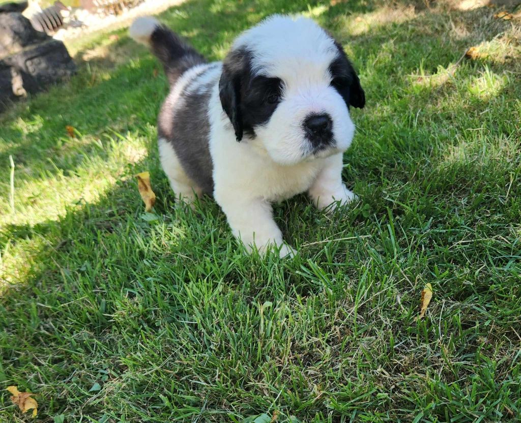 Made In Albizzia - Chiot disponible  - Chien du Saint-Bernard