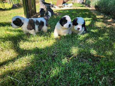 CHIOT 6