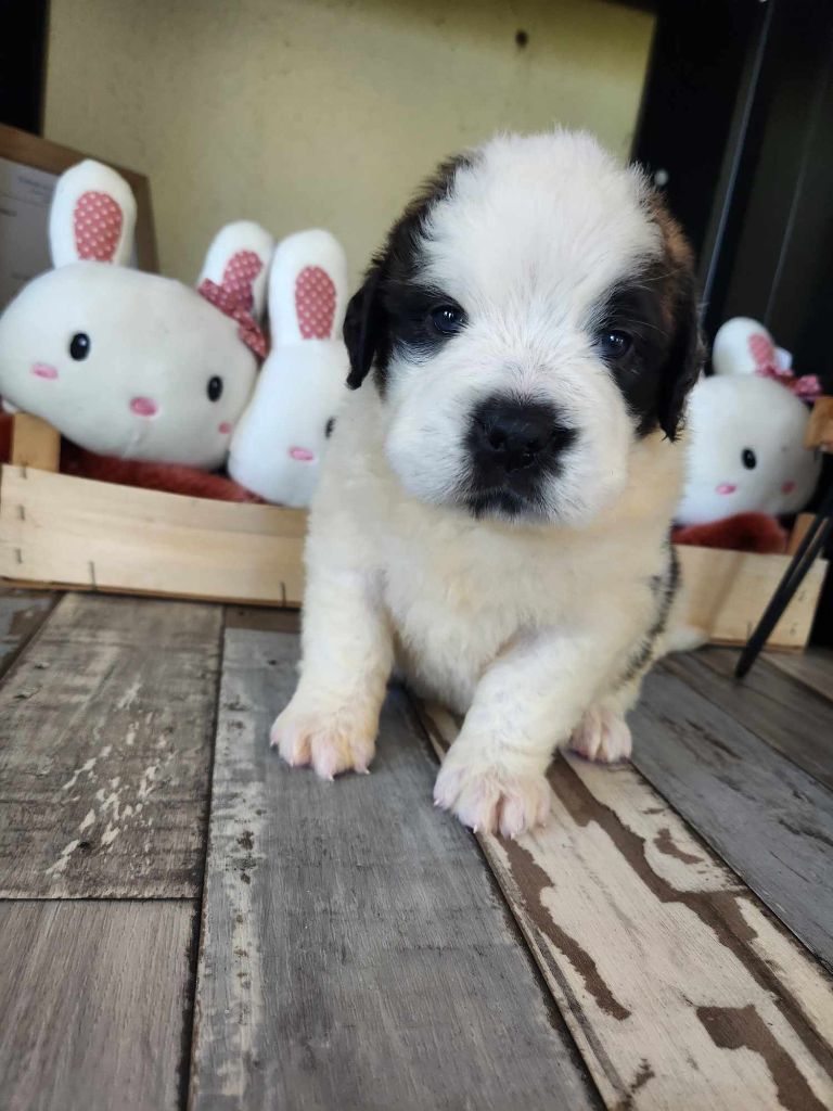 Made In Albizzia - Chiot disponible  - Chien du Saint-Bernard