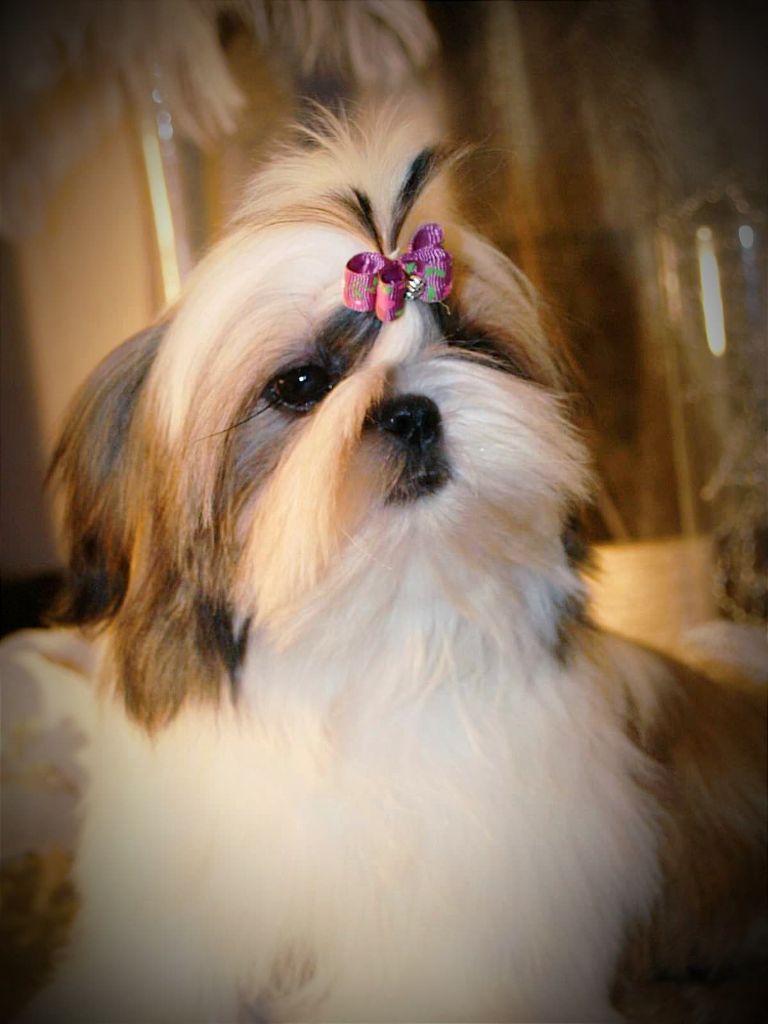 Phoebe Made In Albizzia