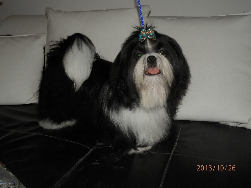 Nos Shih-tzu à la maison